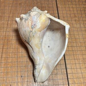 Large Atlantic Whelk Seashell Natural Shell Cream Beach Bath 7”Lx4.75”Wx3.75”H